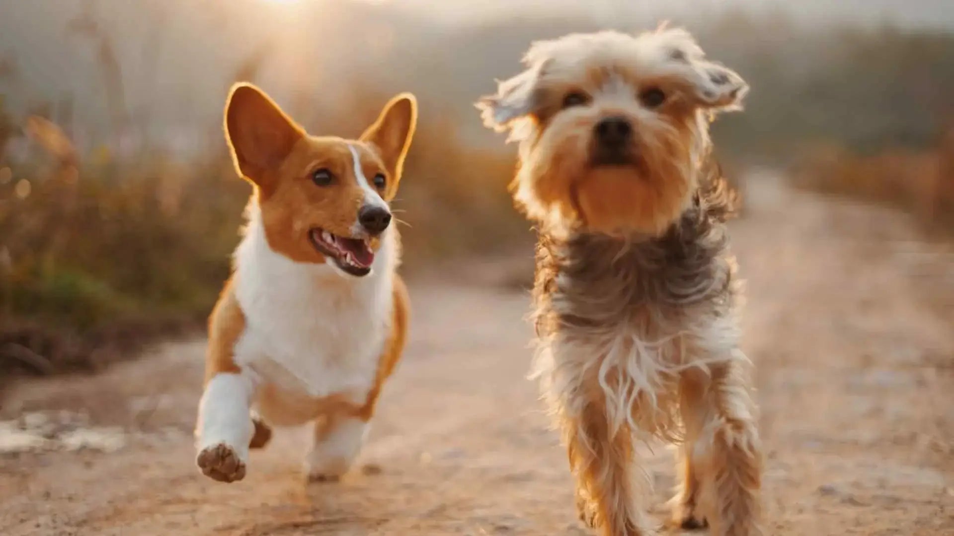 image of dogs running